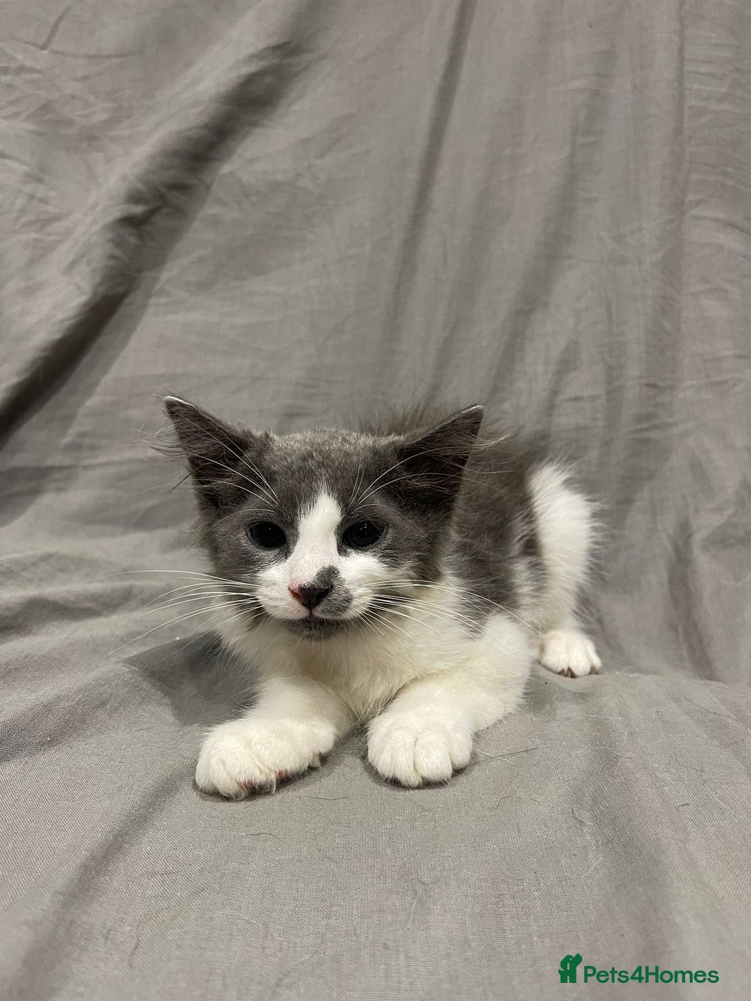 Mixed Breed cats for sale: Kittens for sale  - Image 18