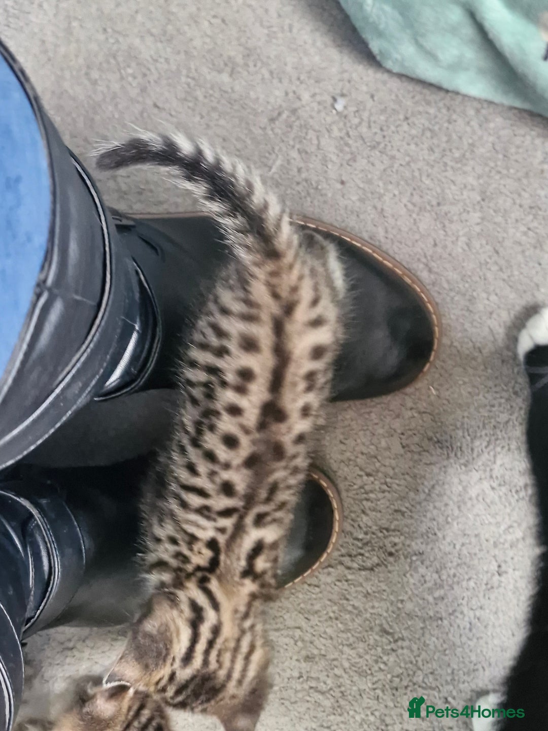 Mixed Breed cats for sale: 2 beautiful female bengal mix kittens  - Advert 8