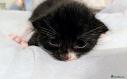 Mixed Breed cats for sale: 4 stunning kittens  - Image 28