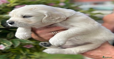 Golden Retriever dogs - Advert 2