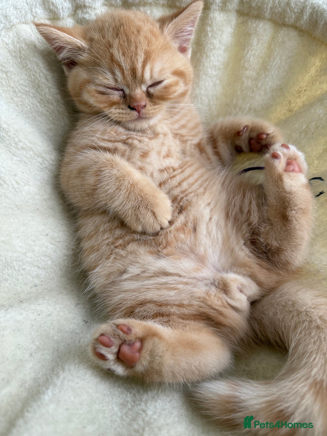 British Shorthair cats for sale: TICA REG BRITISH SHORTHAIR & LONGHAIR KITTENS - Image 12