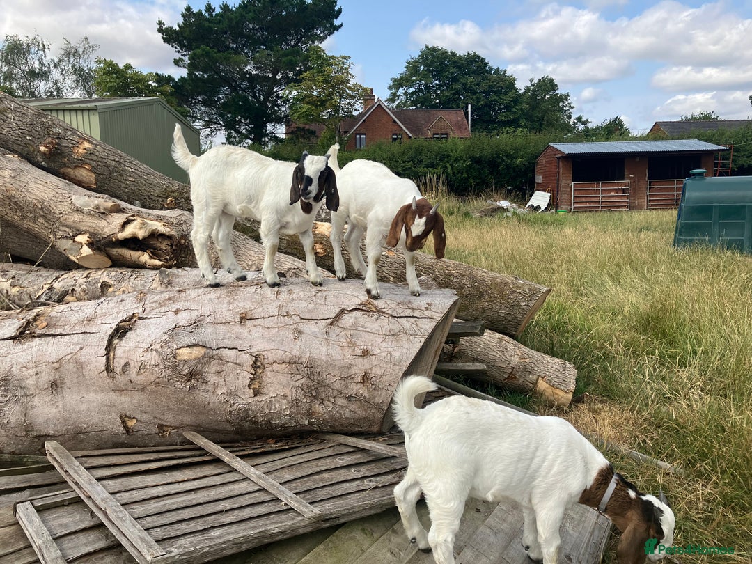 Goats livestock for sale: Trio of Boer wethers - Image 1