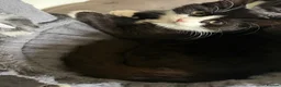 Mixed Breed cats for sale: Mixed breed 18 week cats  - Advert 3