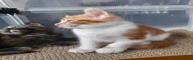 Kitten 1