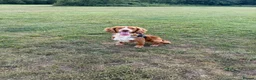 Cocker Spaniel dogs for sale: 6 beautiful cocker spaniel puppies  - Advert 3