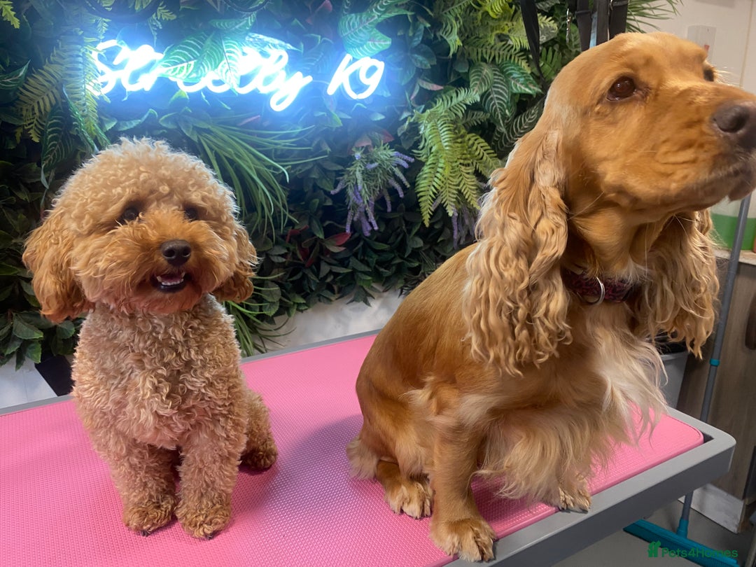 Toy Poodle dogs for stud: Toy Poodle KC - Stud and  fully health tested  - Advert 12