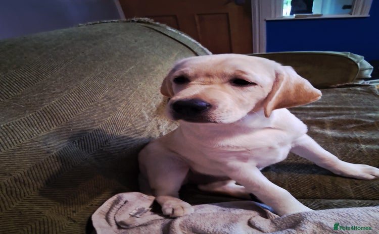 Labrador Retriever dogs - Advert 2