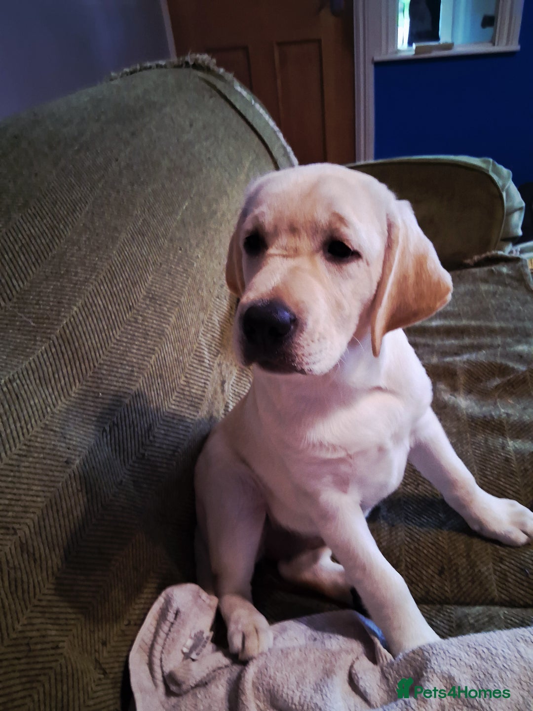 Labrador Retriever dogs for sale: Beautiful show quality female available  - Image 1