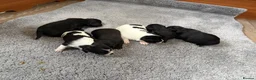 Jack Chi dogs for sale: 6 Adorable Puppies for Sale-4 Black, 2 Blac &White in Stourport-on-Severn - Advert 20