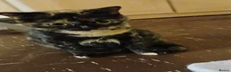 Mixed Breed cats for sale: For Tortoise Shell Cats lovers. - Advert 5