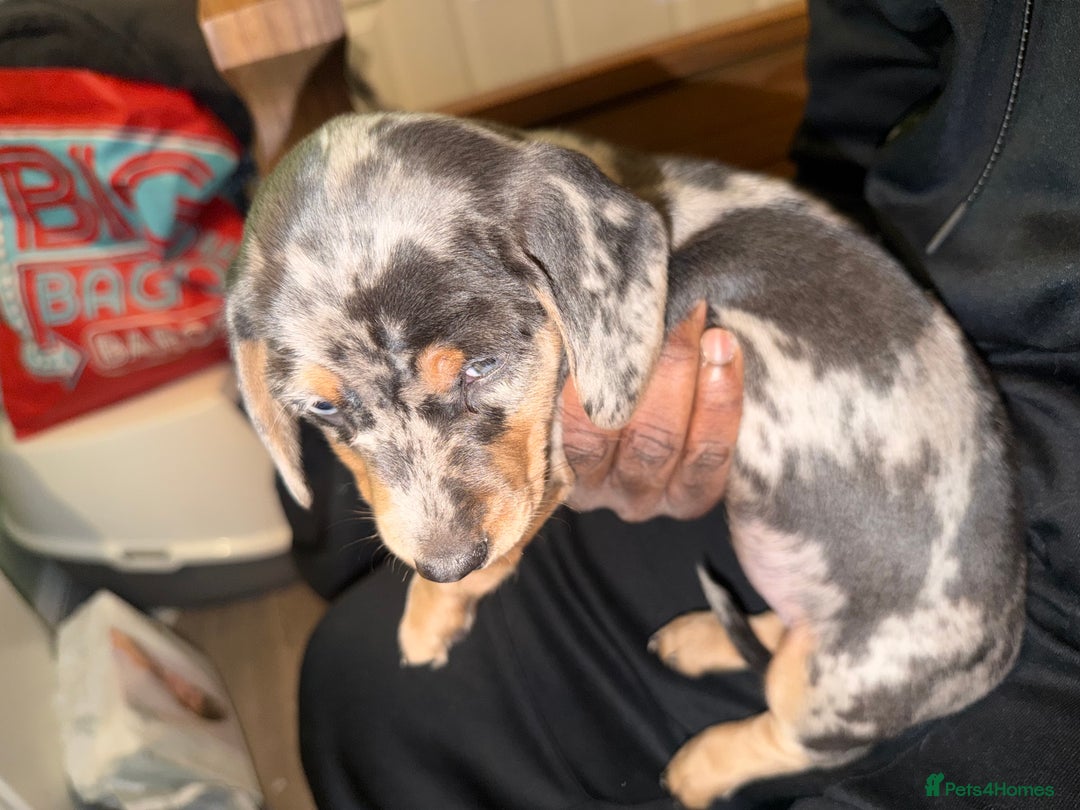 Dachshund dogs for sale: Isabella, pied, dapple dachshund - Advert 10