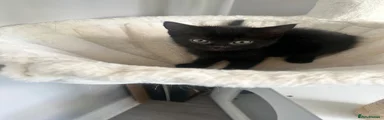 Domestic Shorthair 3