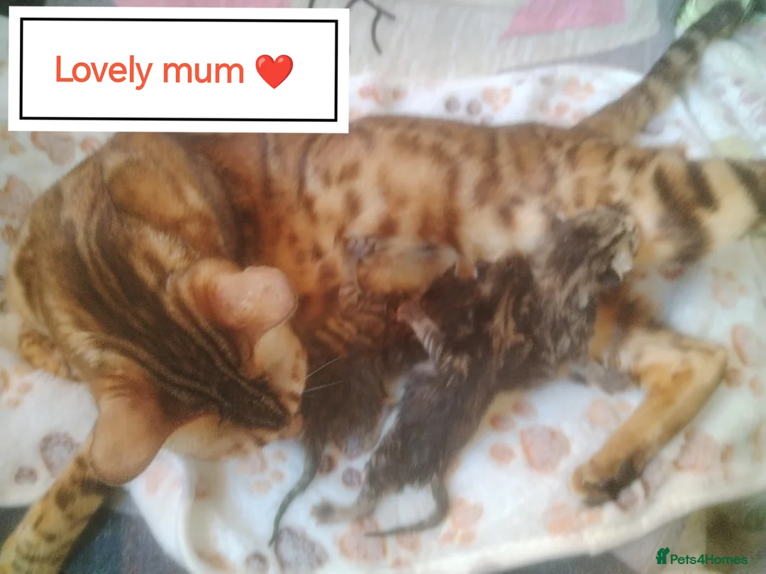 Bengal cats for sale: Bengal kittens  in Peterborough - Advert 2