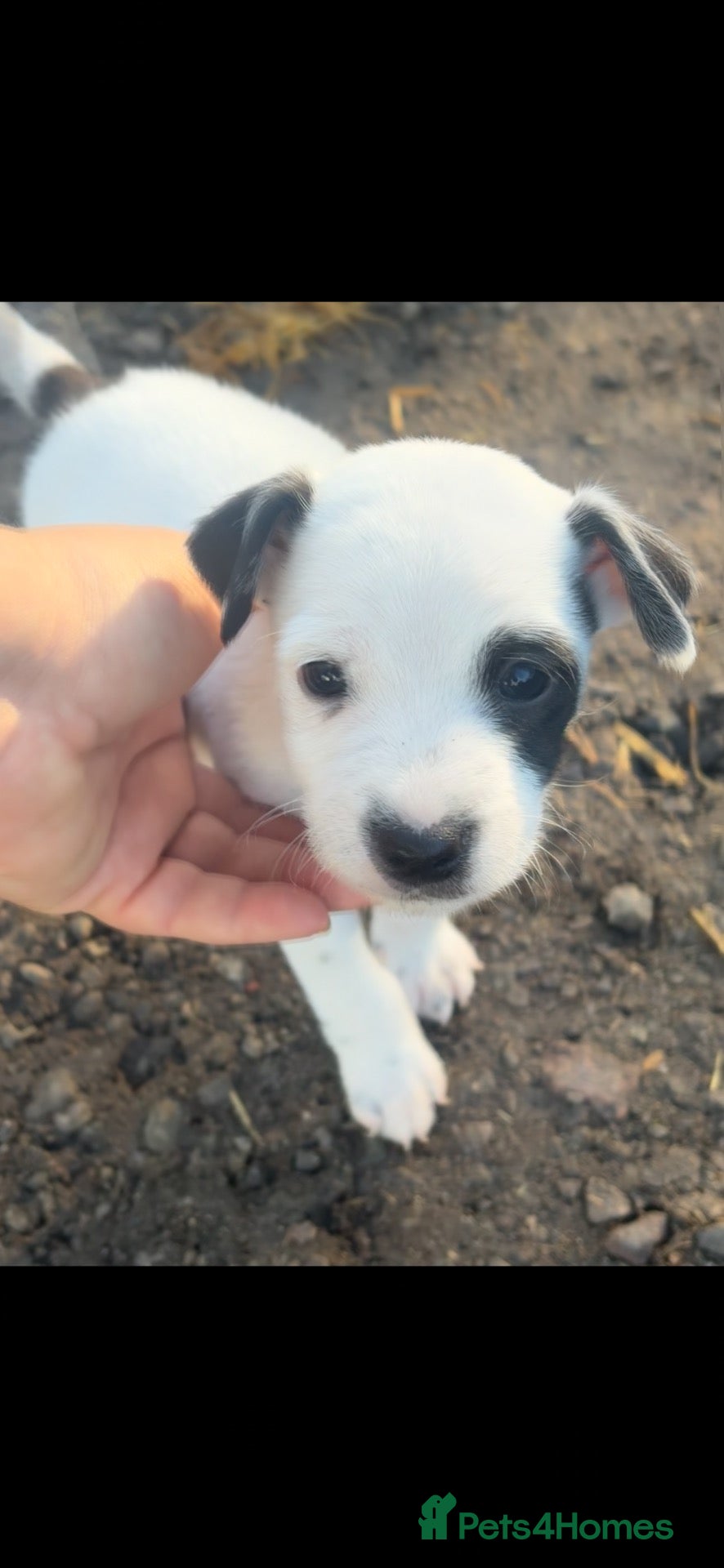 Jack Russell dogs for sale: Lovely short legged Jack Russel Puppies - Advert 18