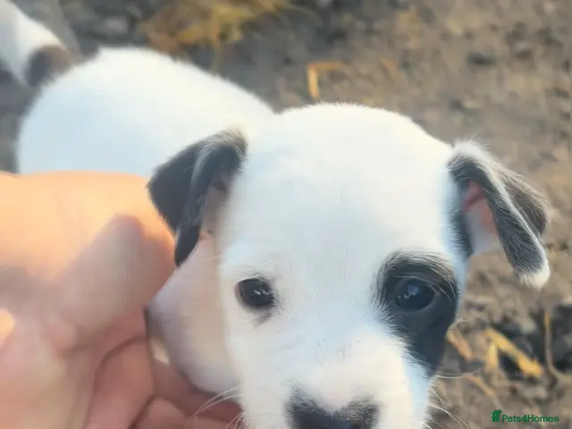 Jack Russell dogs for sale: Lovely short legged Jack Russel Puppies - Advert 2