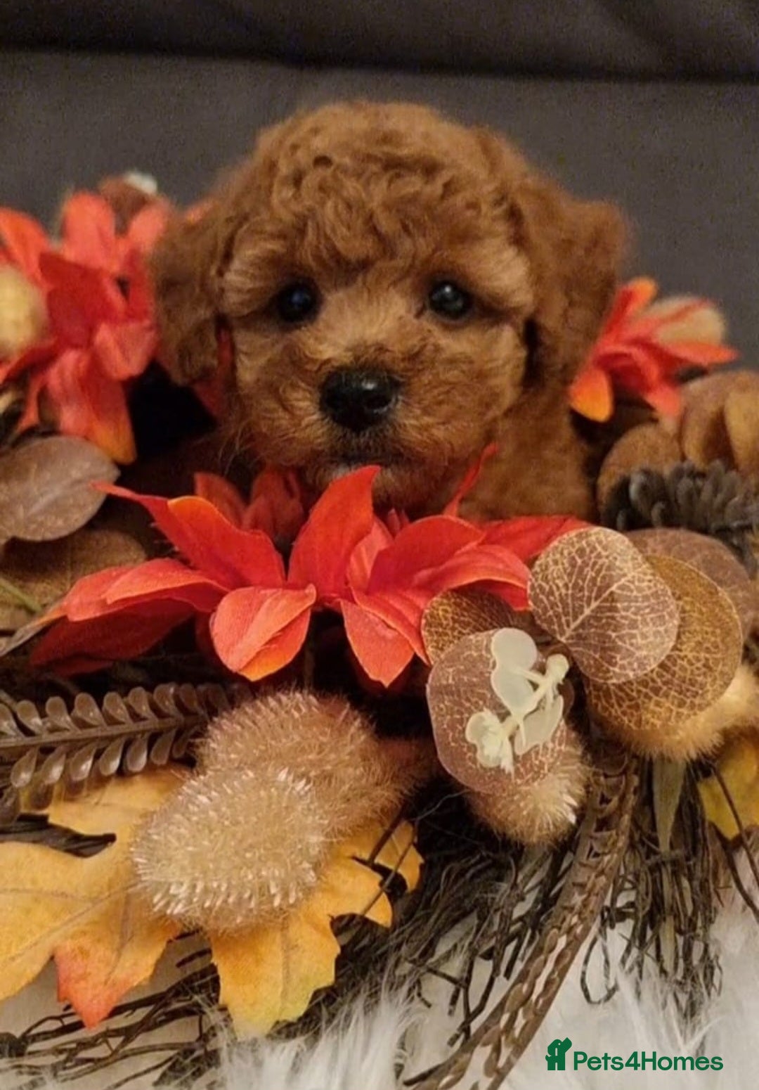 Cockapoo dogs for sale: Adorable best friend pups, sold fully vaccinated - Image 30