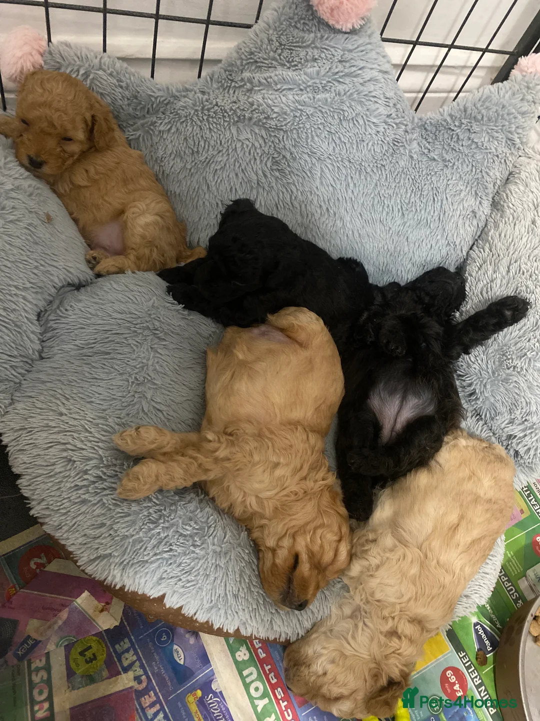 Toy Poodle dogs for sale: Toy Poodles KC Registered Health Tested Parents - Advert 13