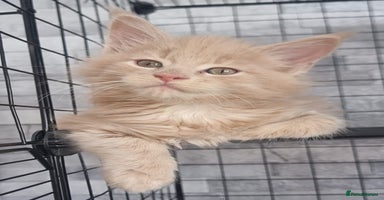 Maine Coon cats - Advert 16