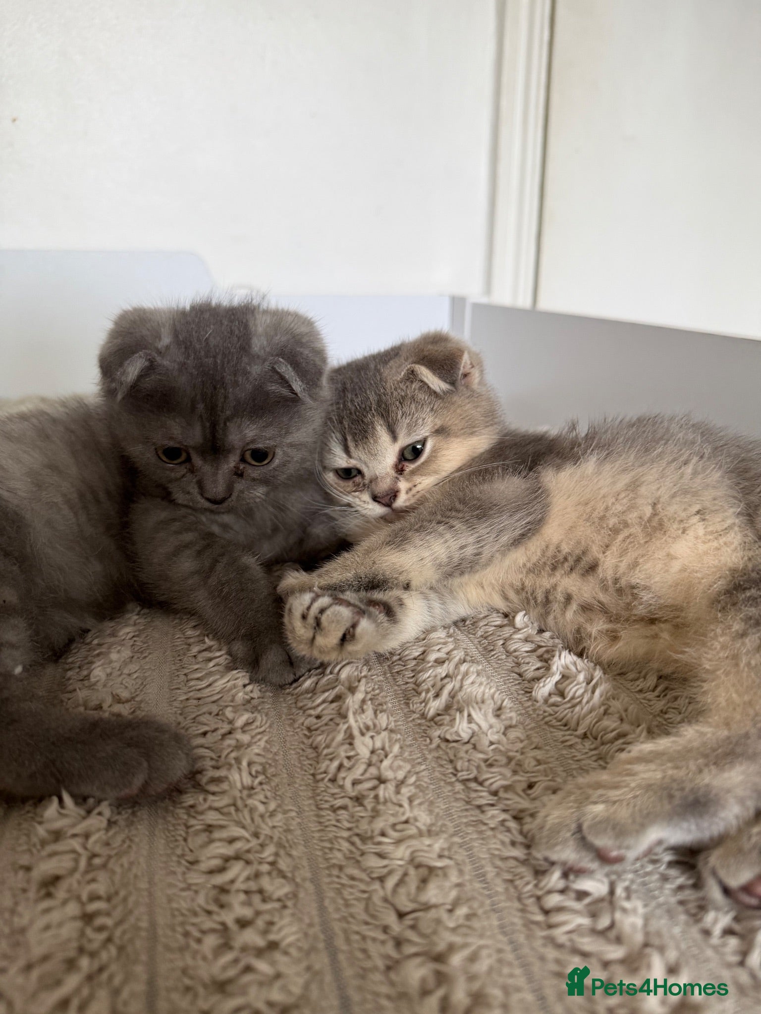 Scottish Fold cats Scottish Folds  - Advert 1