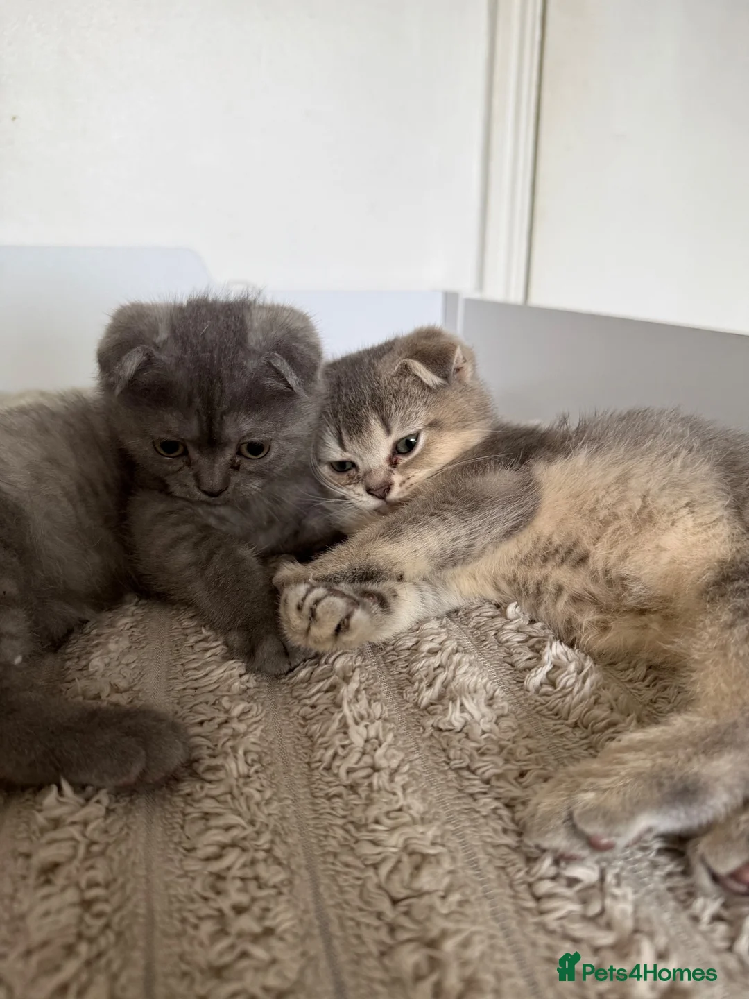 Scottish Fold cats for sale: Scottish Folds  - Advert 1