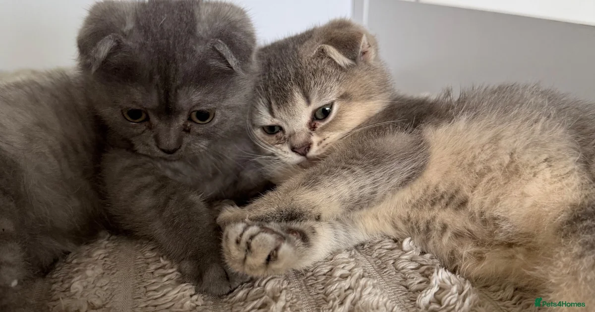 Kittens For Sale Pets4Homes kittens-for-sale-pets4homes