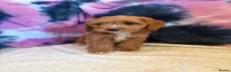 Cockapoo dogs for sale: HEALTH TESTED RED AND GOLD COCKAPOOS - Advert 4