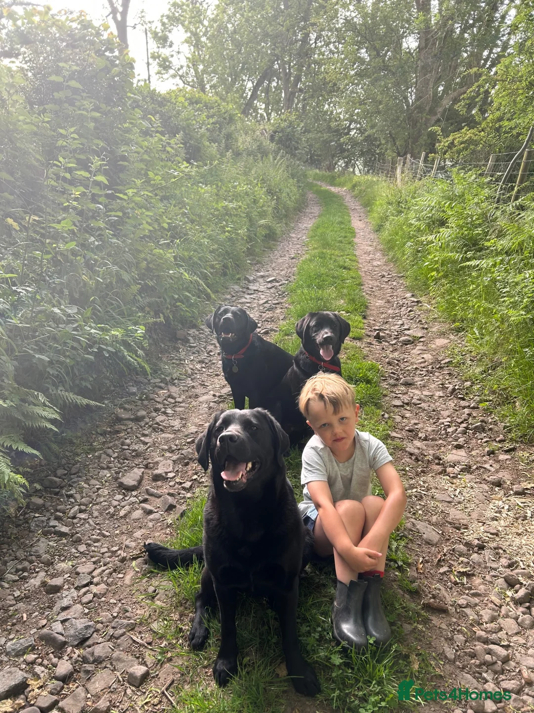 Labrador Retriever dogs for sale: Hero Labrador  - Advert 4