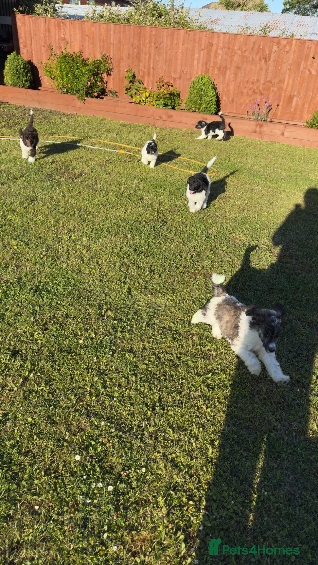 Standard Poodle dogs for sale: READY NOW!! KC reg & fully vaccinated  - Advert 2