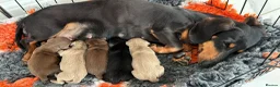 Dachshund dogs for sale: 4 mini dachshund  in Maidstone - Advert 1