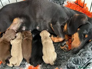 Dachshund dogs 4 mini dachshund - Advert 10