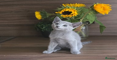 Russian Blue cats - Advert 10