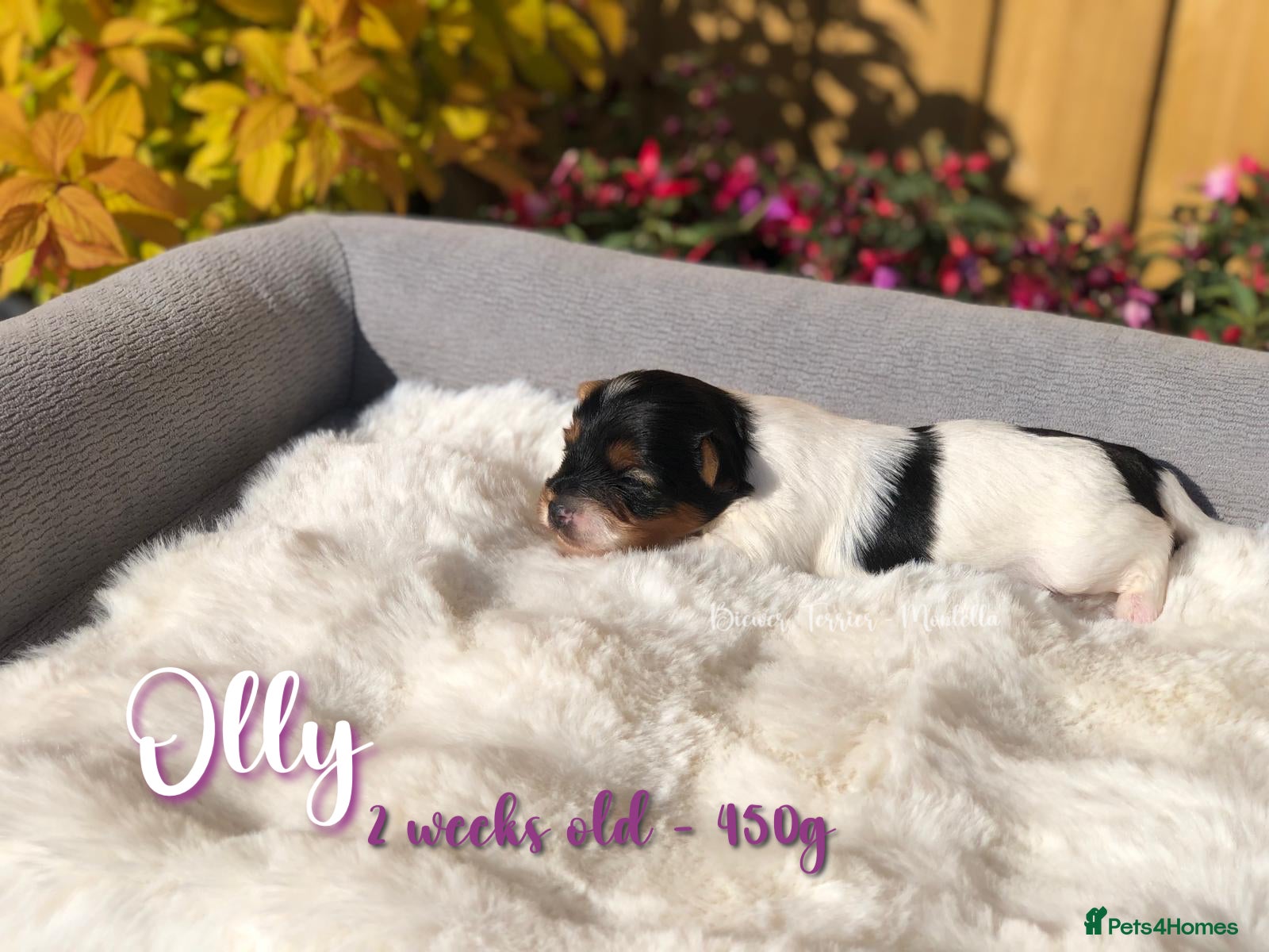 Biewer Terrier dogs Four Beautiful Biewer Terriers! - Advert 2