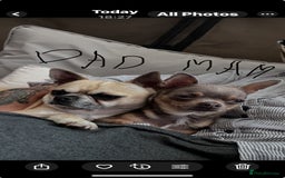 Chihuahua dogs for sale: READY one boy left  (lilac) chihuahua pup left💜🐾 - Image 8