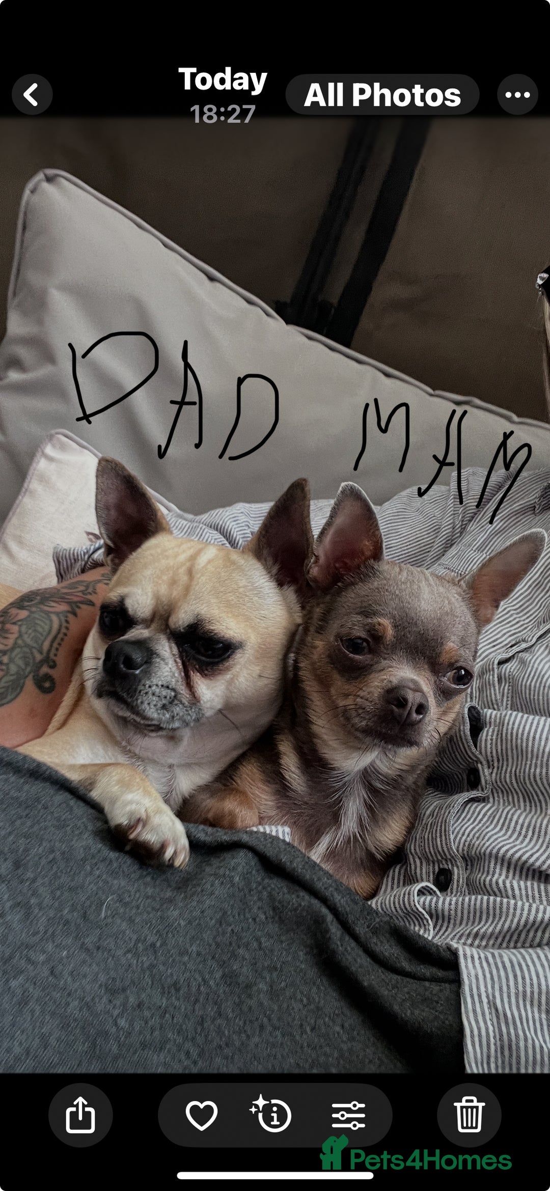 Chihuahua dogs for sale: READY one boy left  (lilac) chihuahua pup left💜🐾 - Image 8