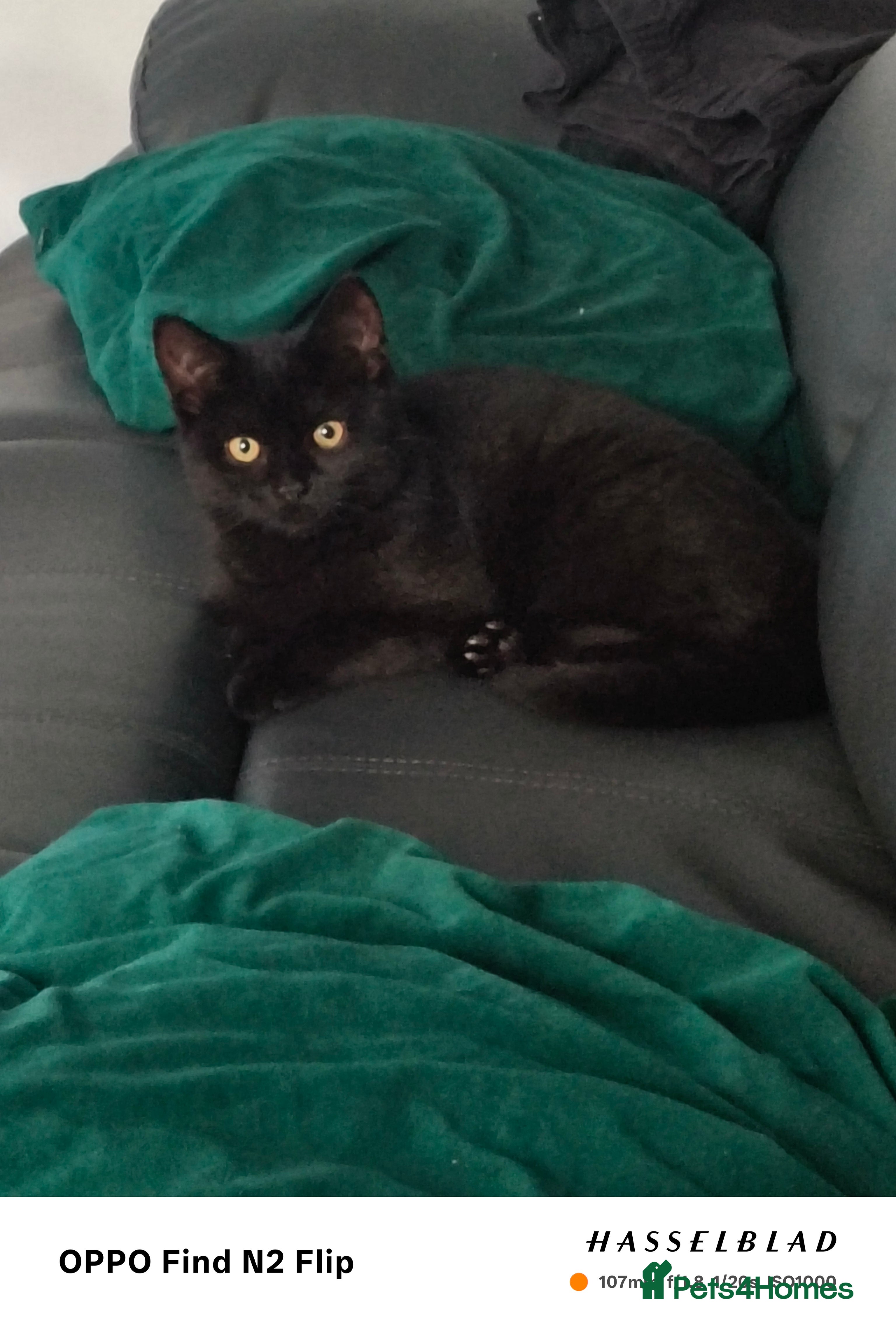 Scottish Fold cats Scottish fold girl - Advert 5