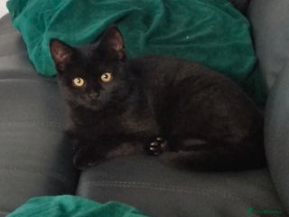 Scottish Fold cats Scottish fold girl - Advert 7