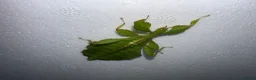 Stick Insects invertebrates for sale: X2 LEAF INSECTS happy to ship :) - Advert 2