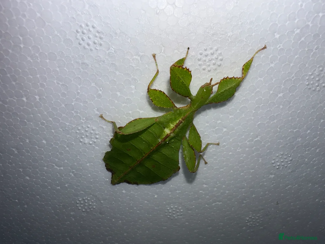 Stick Insects invertebrates for sale: X2 LEAF INSECTS happy to ship :) - Advert 2
