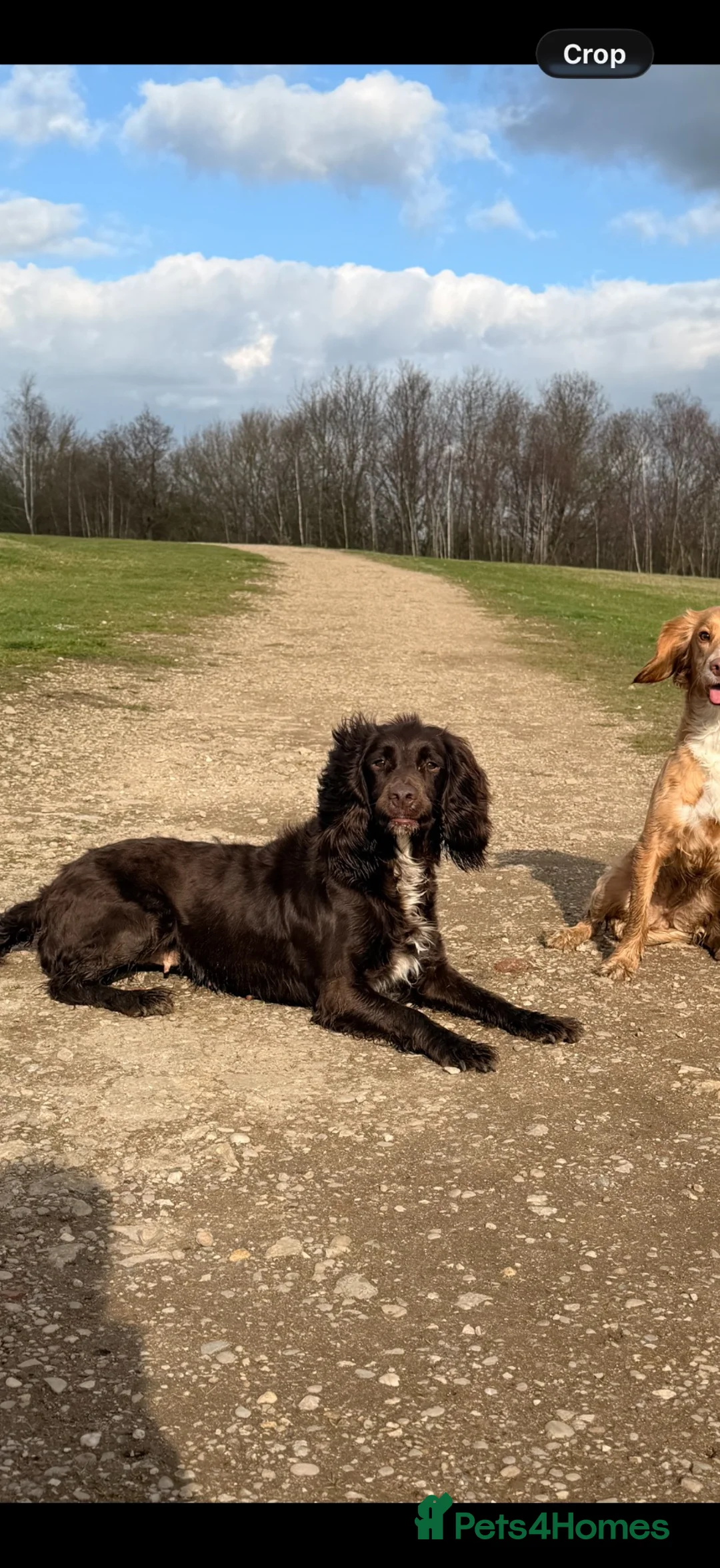 Cocker Spaniel dogs for sale: Cocker Spaniel puppies 5 week old 💛 - Advert 16