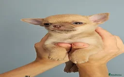 Chihuahua dogs for sale: Gorgeous little chihuahuas for loving home  - Image 2