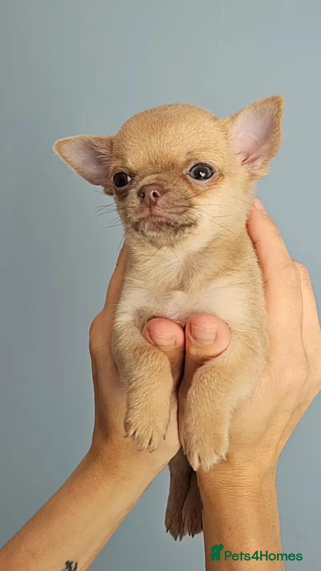 Chihuahua dogs for sale: Gorgeous little chihuahuas for loving home  - Image 2