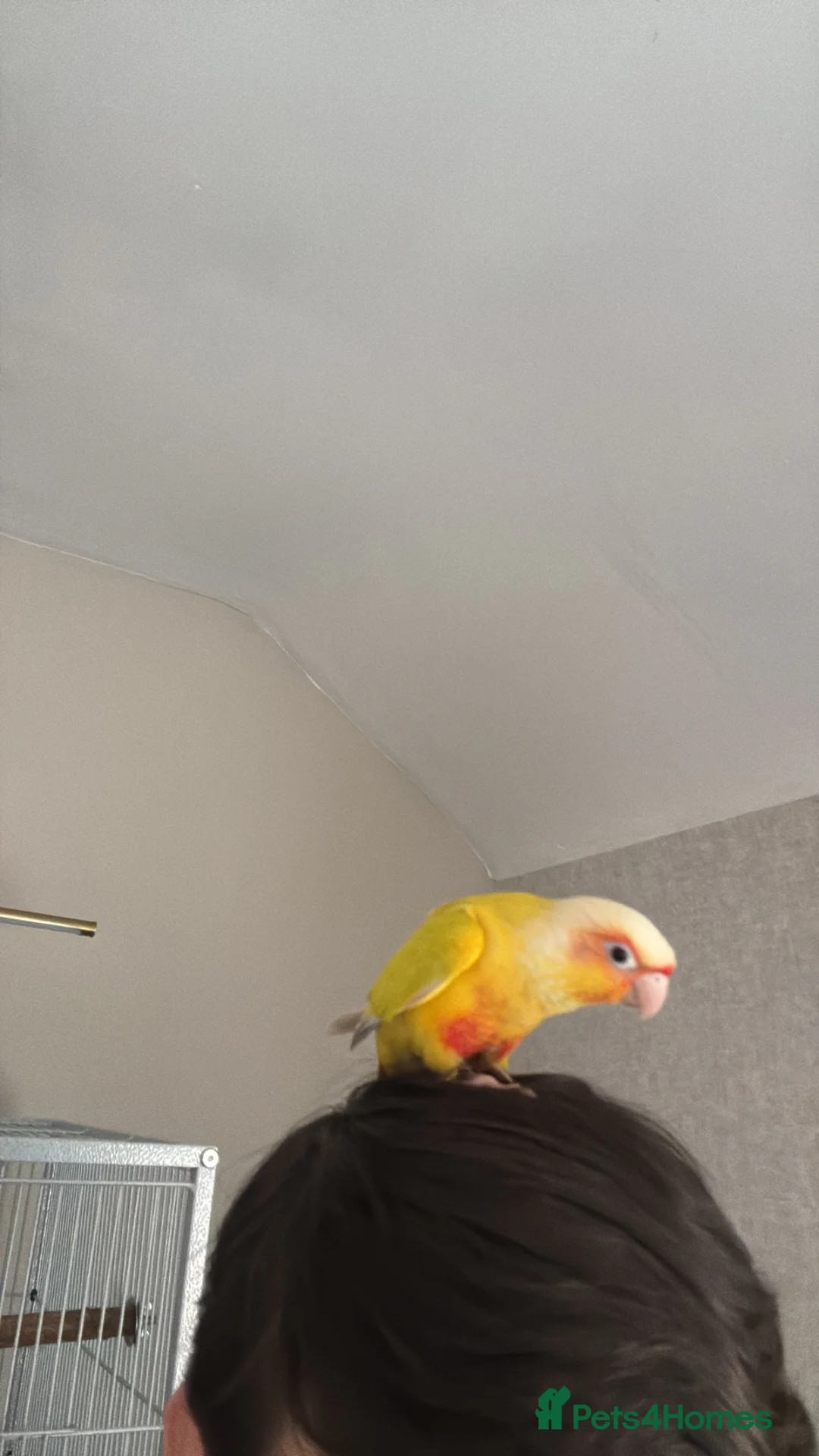 Conures birds for sale: Suncheek conure  in Hartlepool - Advert 1