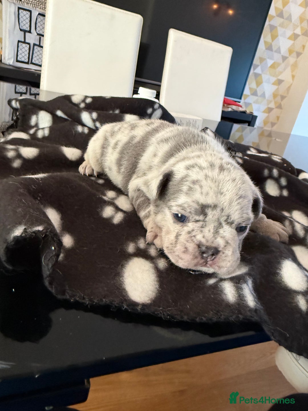French Bulldog dogs for sale: Adorable French Bulldog Puppies for Sale 🐾 - Image 10
