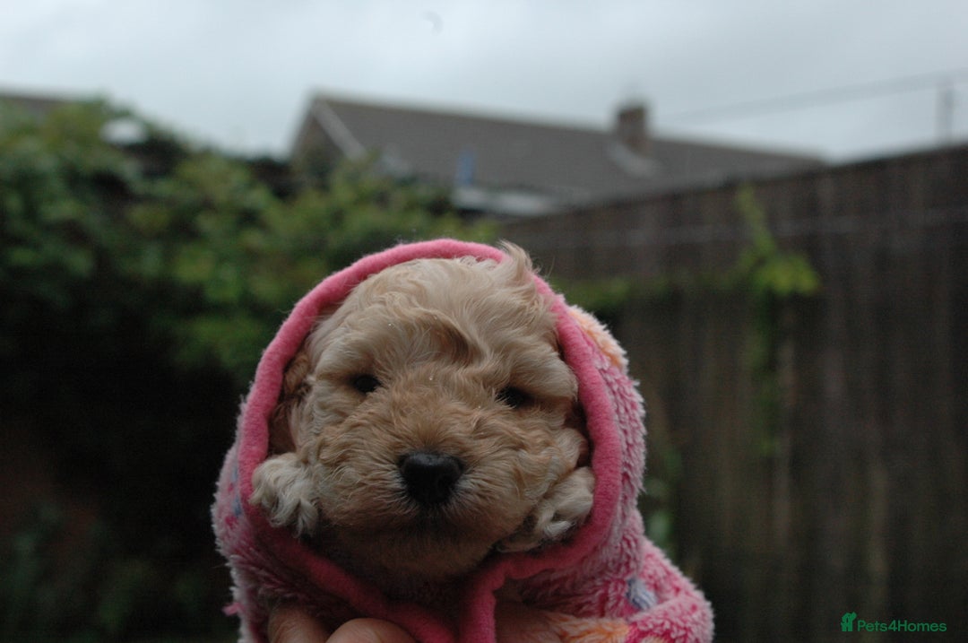 Toy Poodle dogs for sale: Toy Poodle  - Image 21
