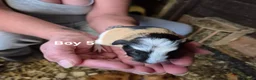 Guinea Pig rodents for sale: Mixed litter of Guinea pigs - Advert 23
