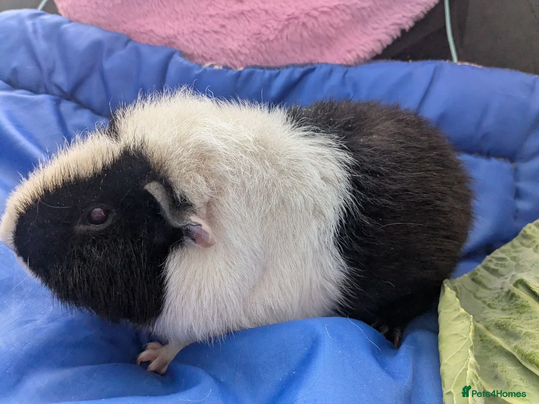 Guinea Pig rodents for sale: Teddy guinea pigs boys from 5 months old - Advert 17