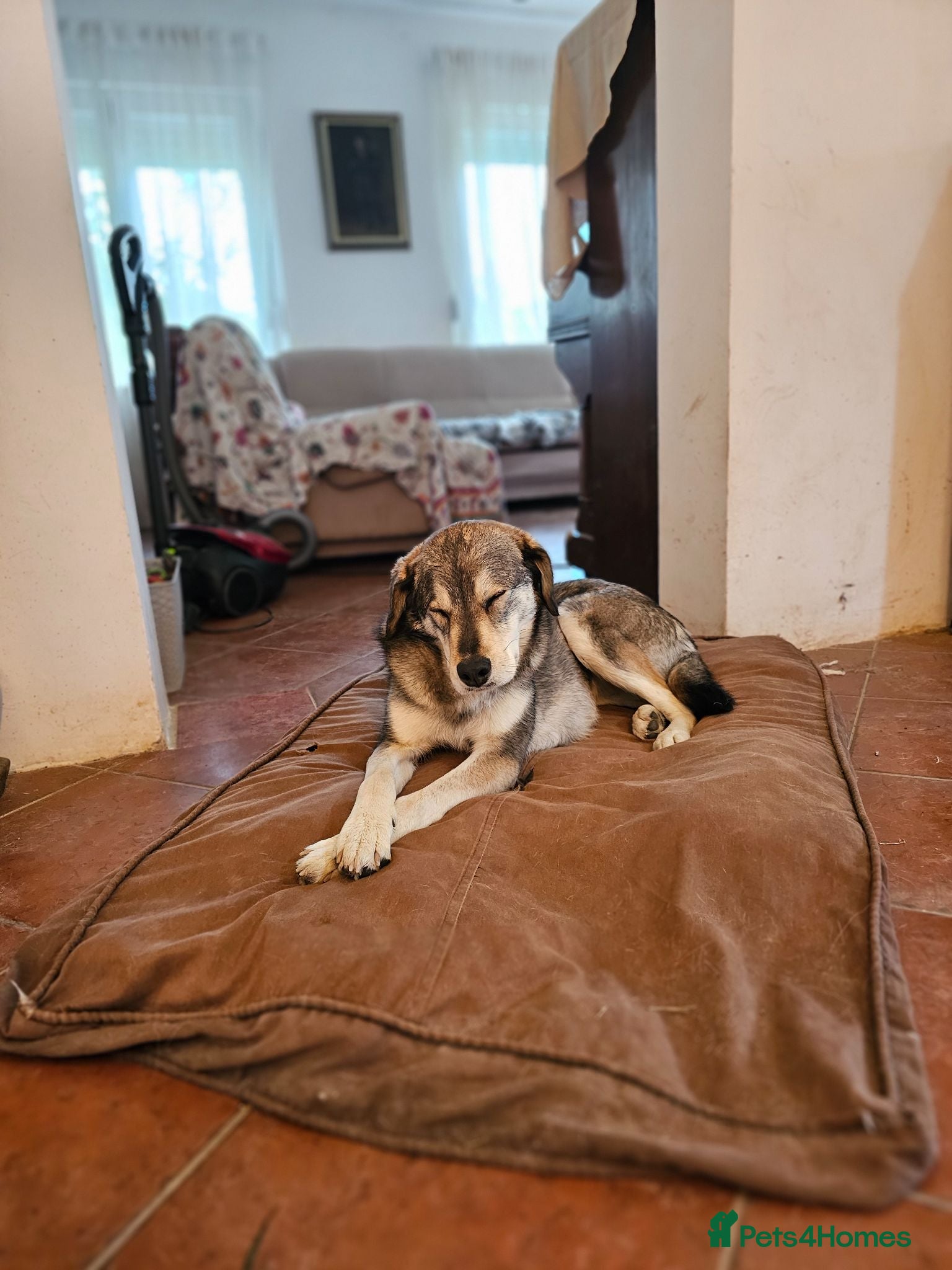 Mixed Breed dogs 🐾 LAJKA – LOOKING FOR A FOREVER HOME 🐾 - Advert 17