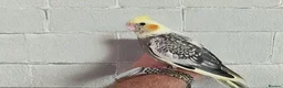 Cockatiels birds for sale: Friendly cockatiels baby boys and girls  - Advert 3