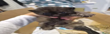 Mixed Breed Kitten 4
