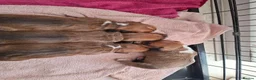 Mixed Breed dogs for sale: Bull terrier X Miniature Dachshund puppies in Chesterfield - Advert 8